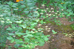 Heracleum aquilegifolium